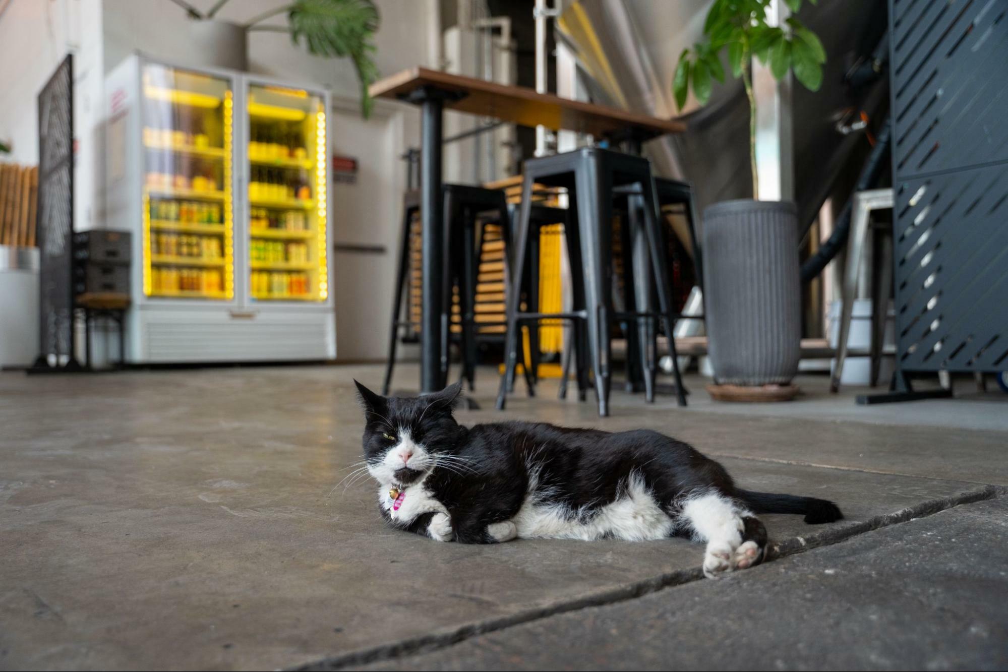 Simcoe the cat at Grimm Artisanal Ales