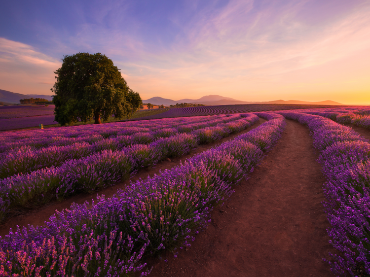 Run through fields of lavender at Bridestowe Estate