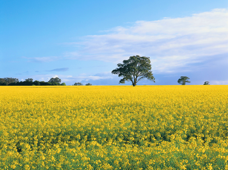 Yellow - Canola Fields in Little River and Point Wilson, Victoria