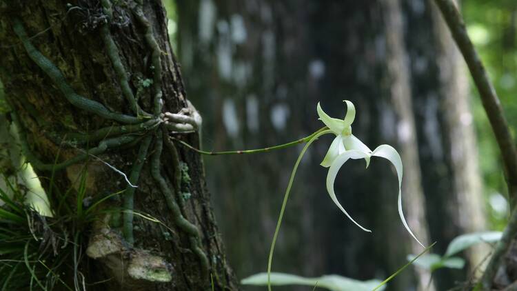 Ghost orchid in flower 