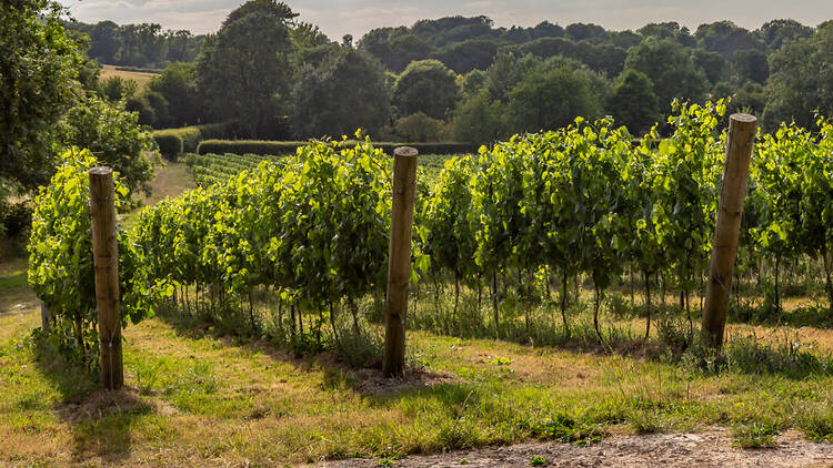 Vineyard in Sussex 