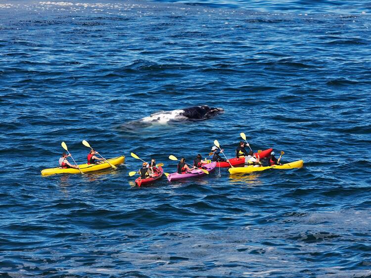 Kayak the Atlantic