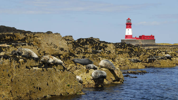 Farne Islands, Northumberland