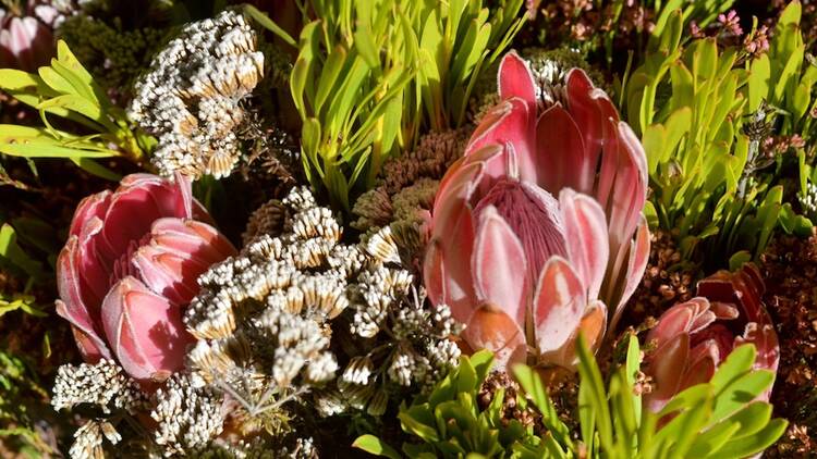 Adderley Street Flower Market