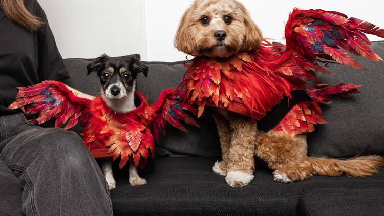 Dogs in red feathery costumes.
