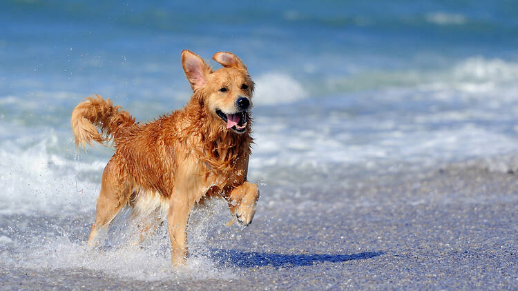 Dog on beach