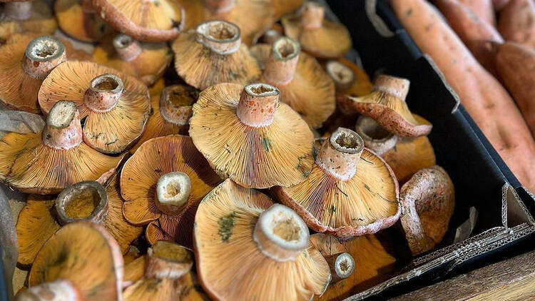 Assorted mushrooms.
