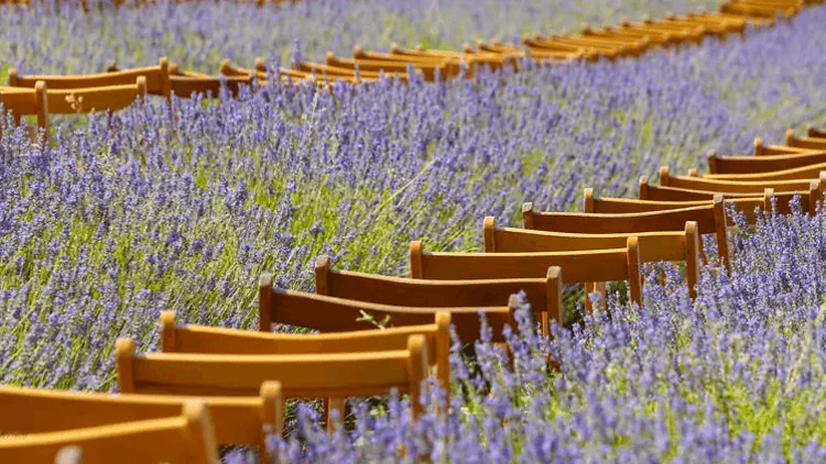 Festival de la Lavanda, una de las citas más románticas y especiales del verano, en la Provenza española