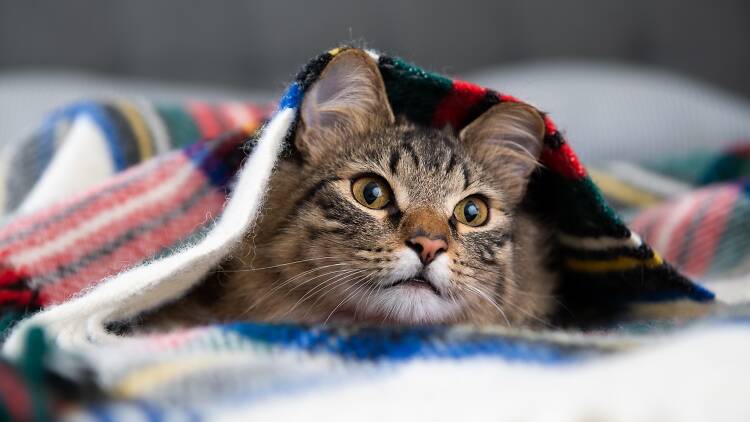 Tabby cat in a blanket