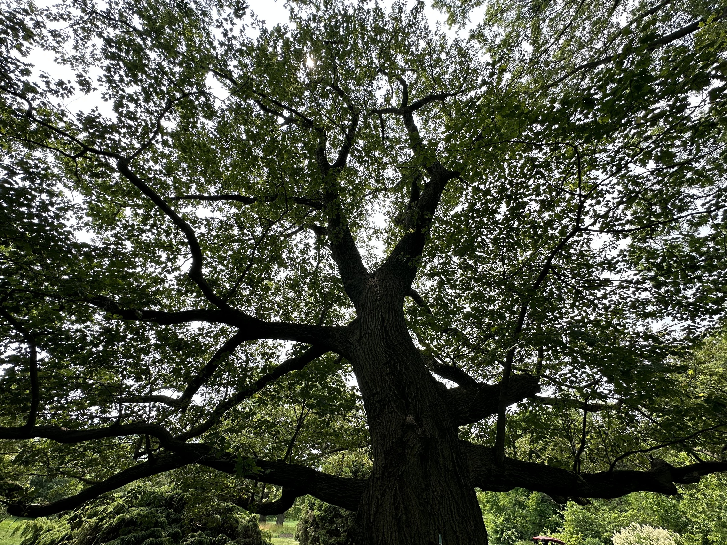 A tree at Brooklyn Botanic Garden.