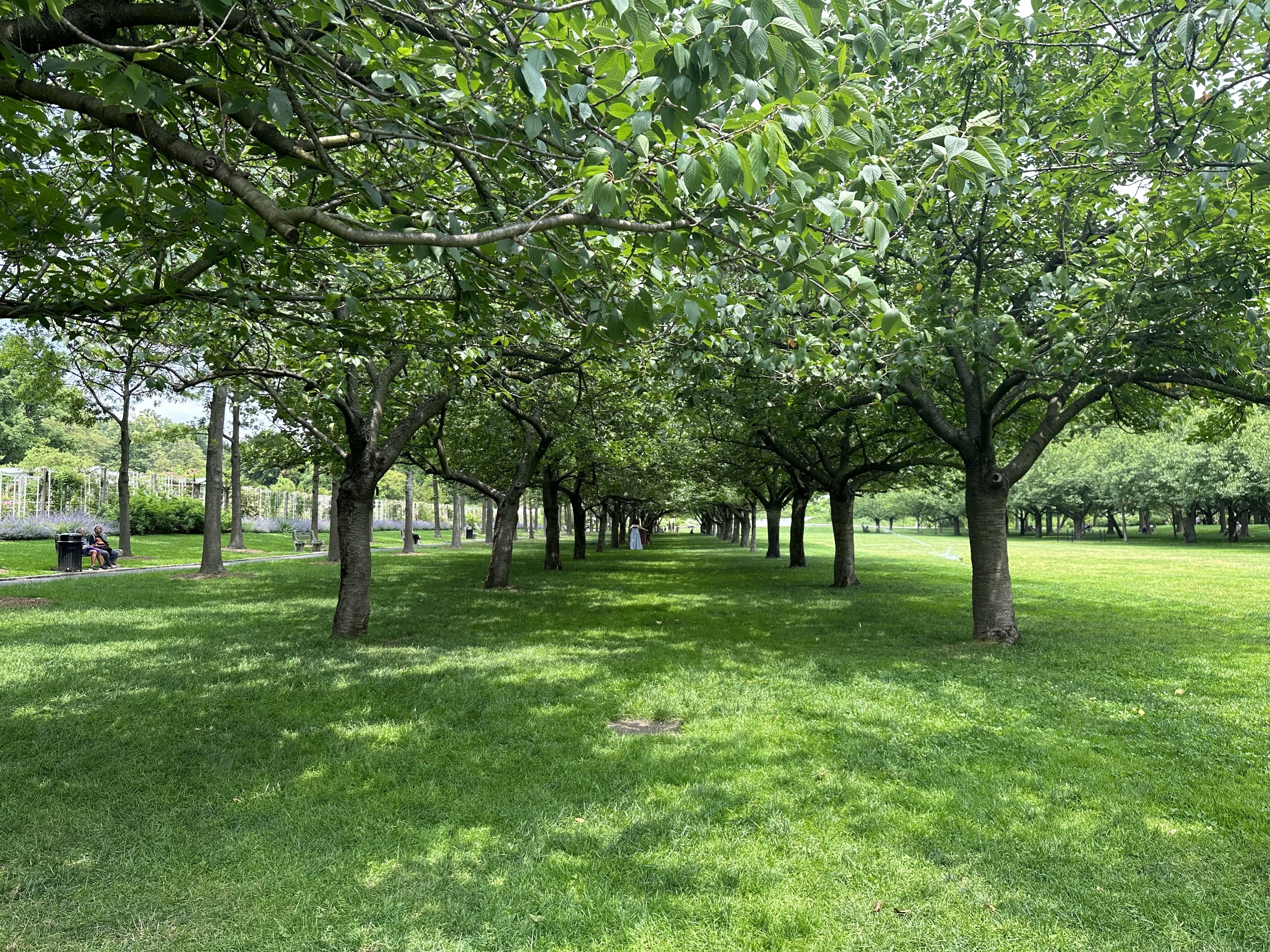 Get to Know These Buds - Brooklyn Botanic Garden