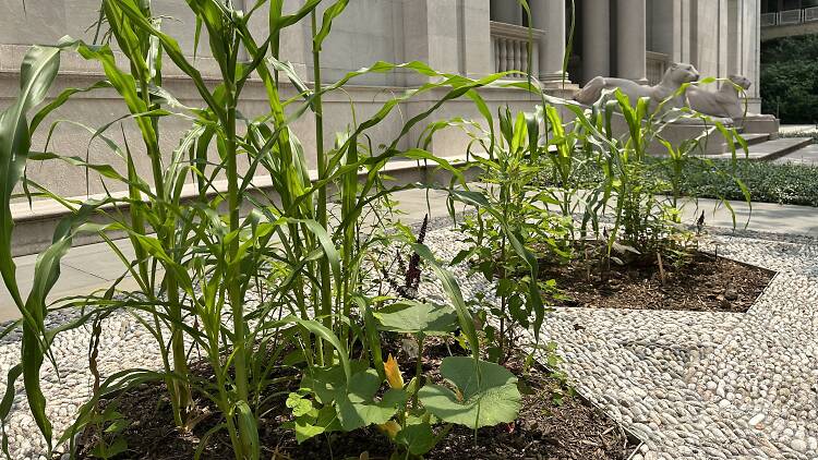 A Three Sisters garden grows at The Morgan.