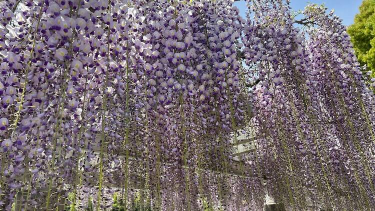 長居植物園