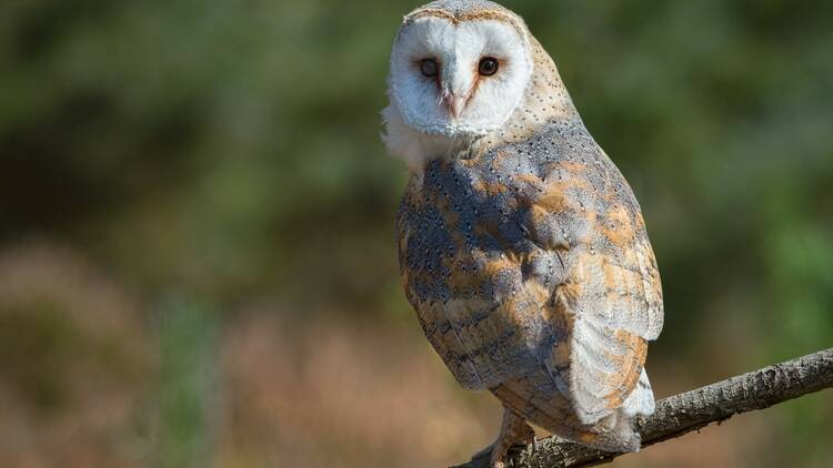 Barn owl perching on a branch