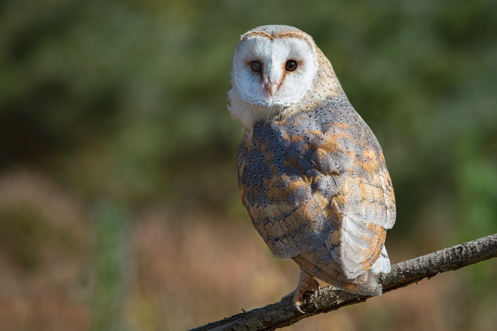 First Barn owl spotted on Hampstead Heath since 1946