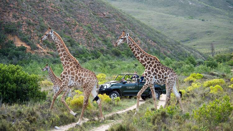 Gondwana Private Game Reserve, Cape Town.