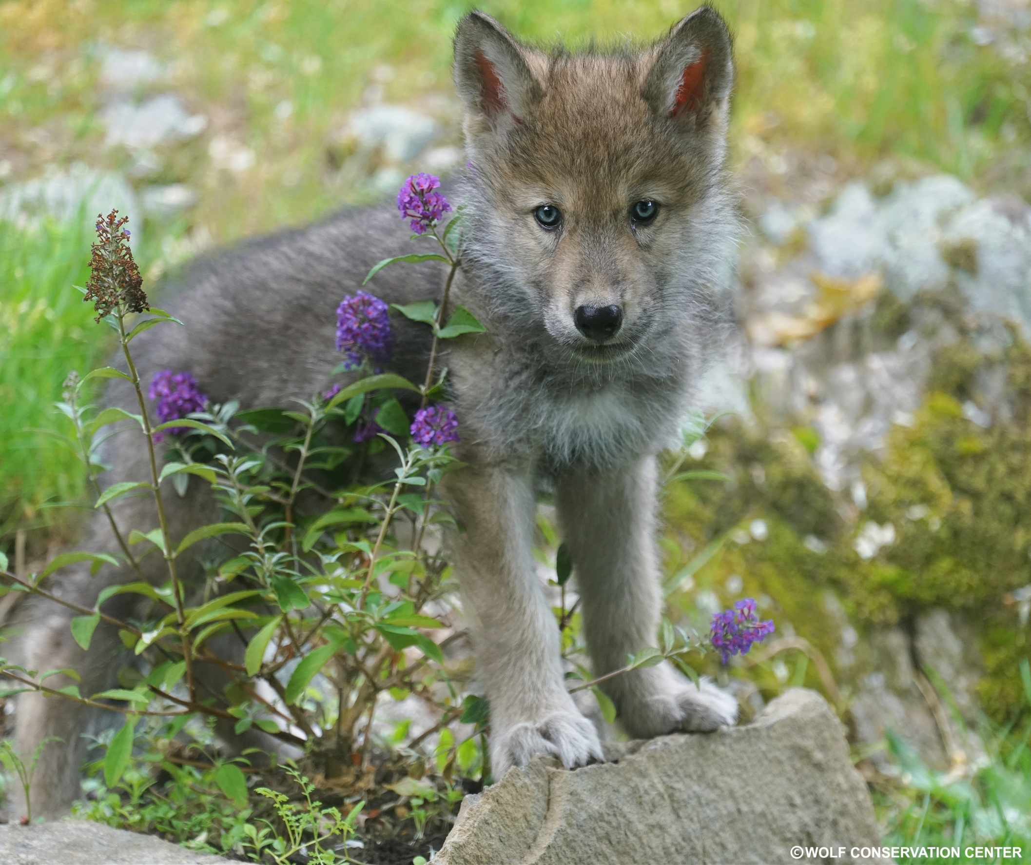 Wolf pup Silas, born on April 21, 2023. 