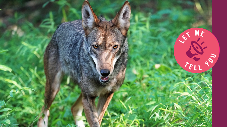 A wolf at the Wolf Conservation Center