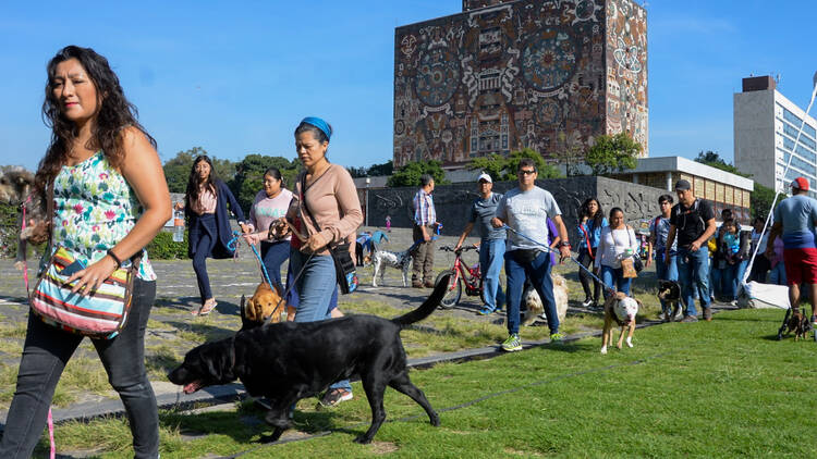 Esterilización gratis para mascotas por la UNAM