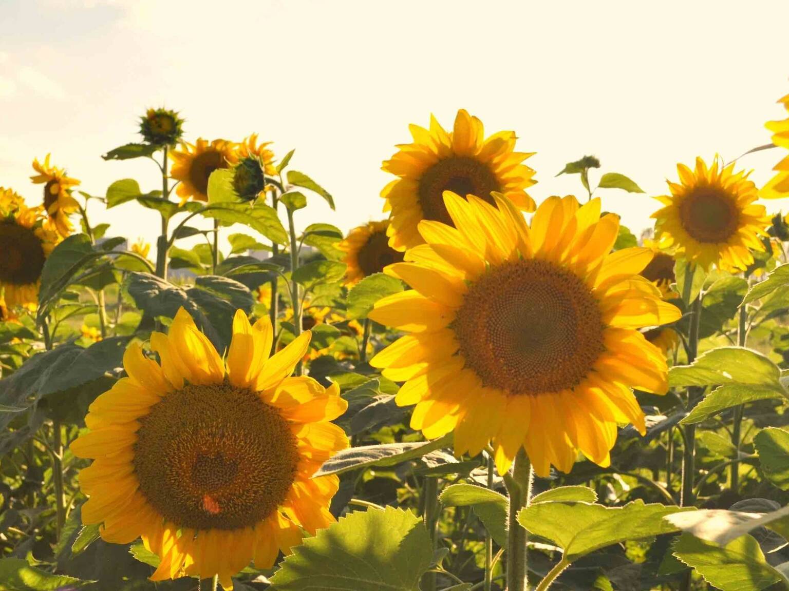 12 Beautiful Sunflower Fields Near Chicago