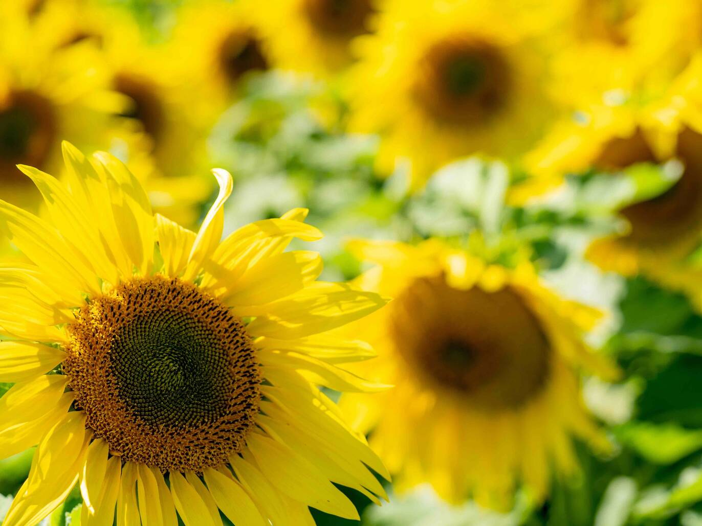12 Beautiful Sunflower Fields Near Chicago