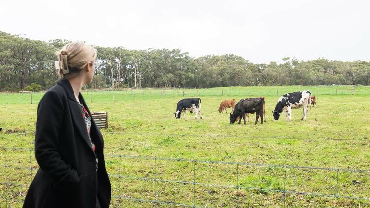 A woman looks out at a field of cows
