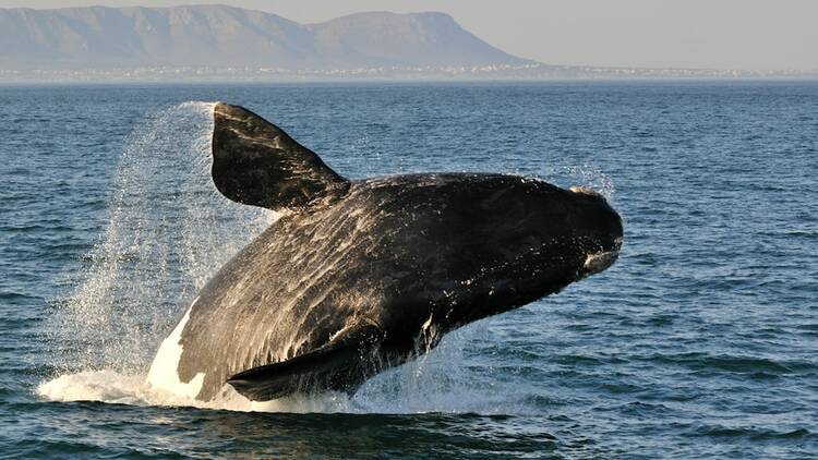 Watch whales in Hermanus