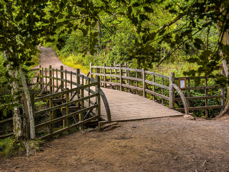 Play Pooh Sticks at Ashdown Forest