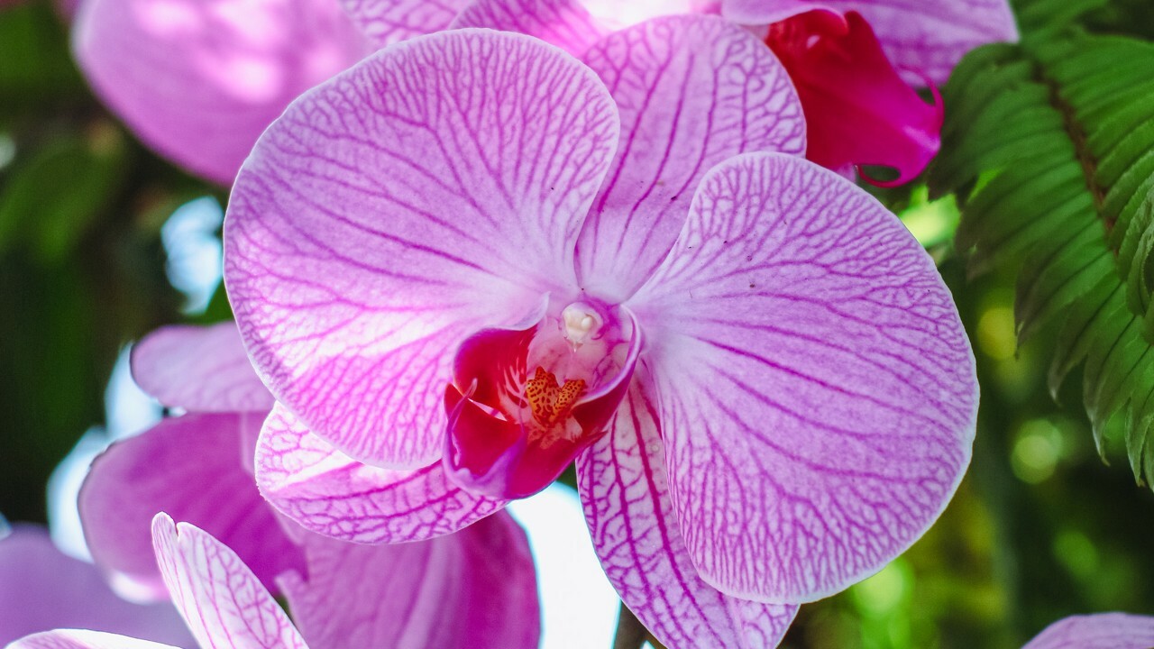 Orchid Extravaganza 2023 | Things to do in Singapore