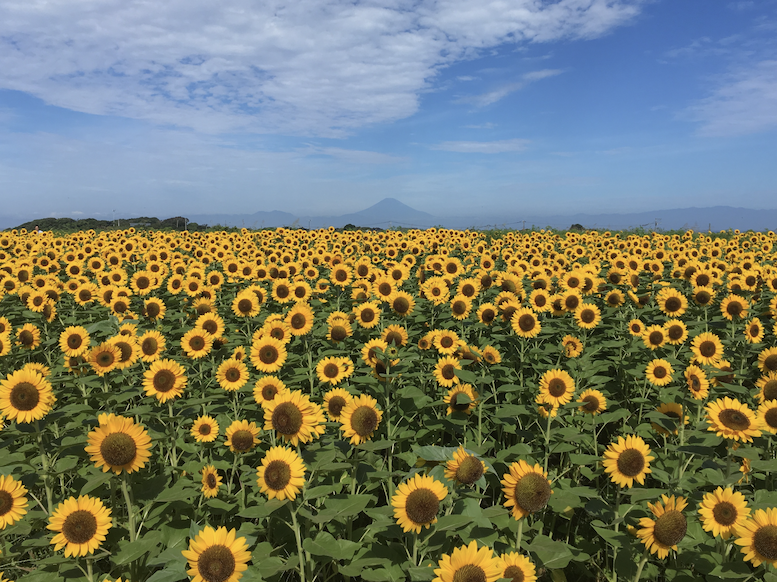 Soleil Sunflower Festival