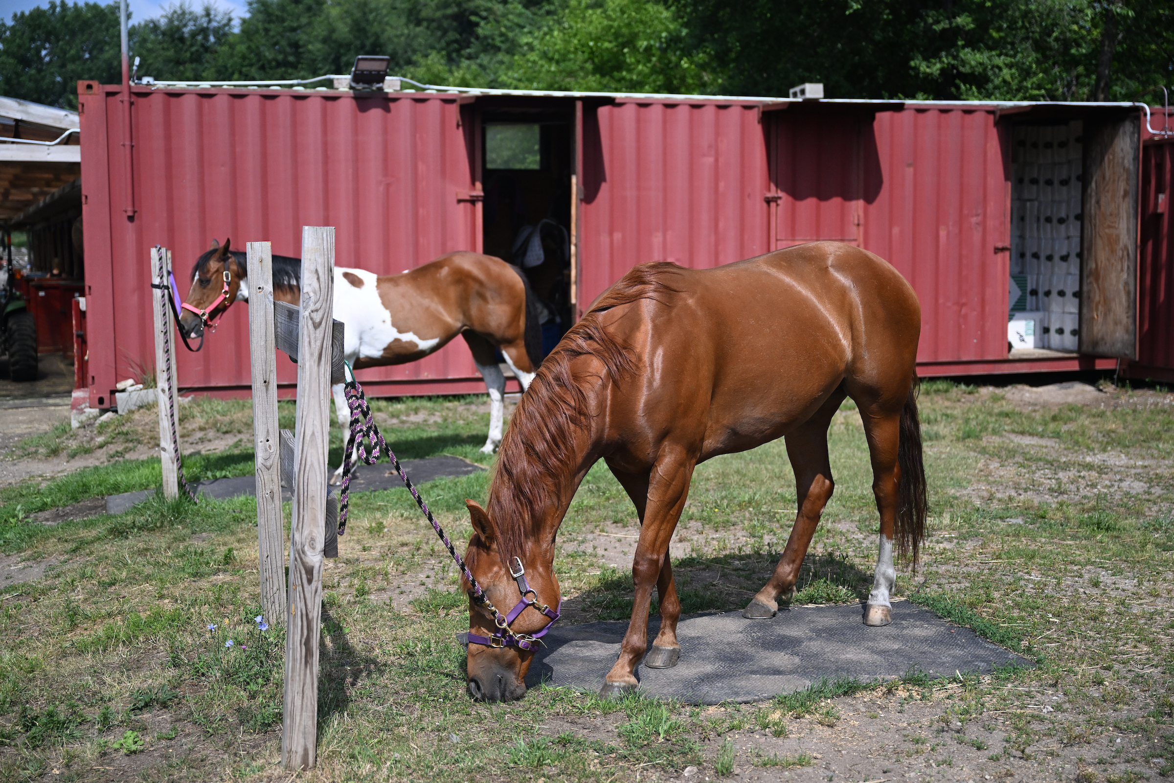 New NYC Parks Queens Mounted Command Gallerie