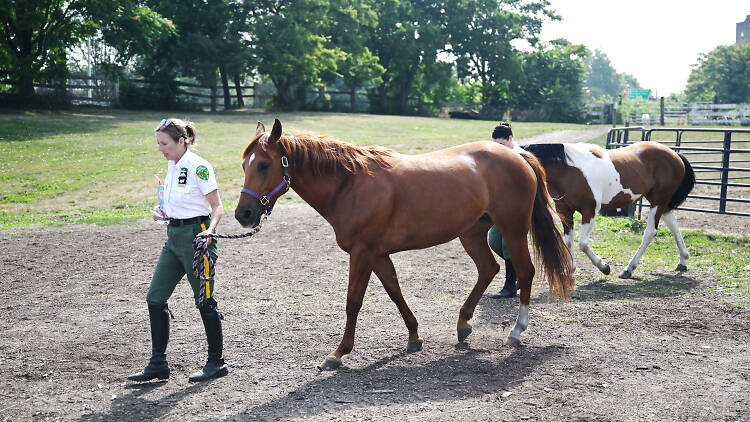 Horses of the NYC Mounted command unit get walked