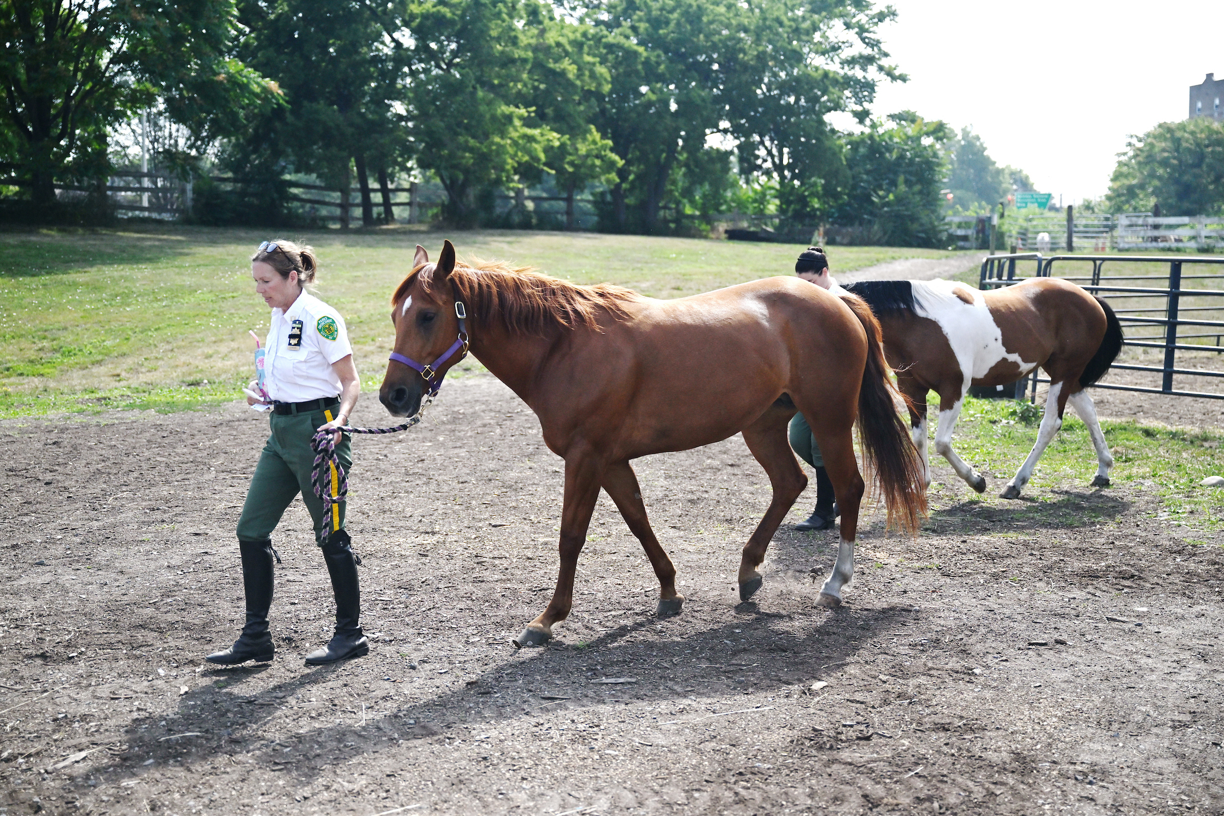 Meet Fiona and Ginger, the two new park horses at Flushing Meadows Corona Park