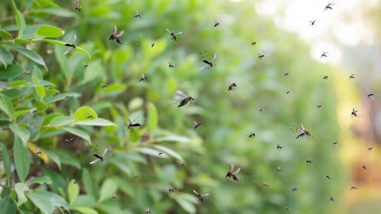 Swarm of flies in the park