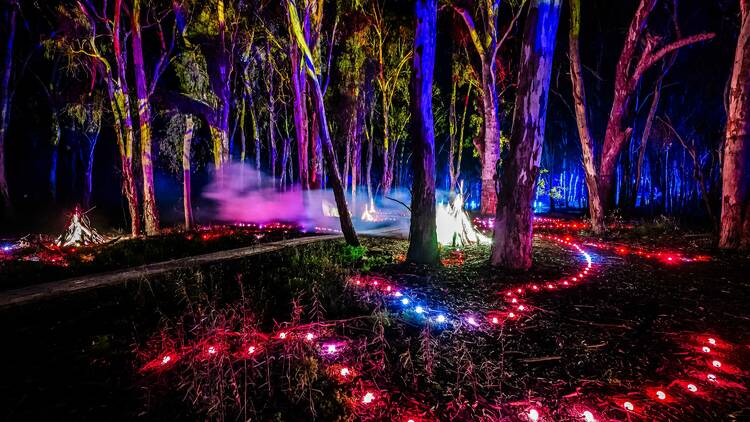 A bush setting illuminated by brightly coloured lights.