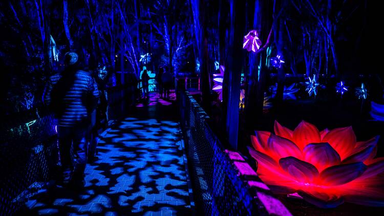 A boardwalk through the bush lit up by coloured lights.