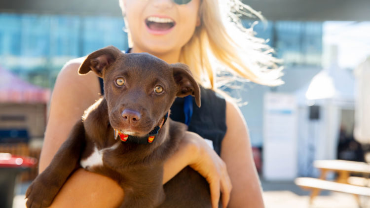 Puppy in woman's arms