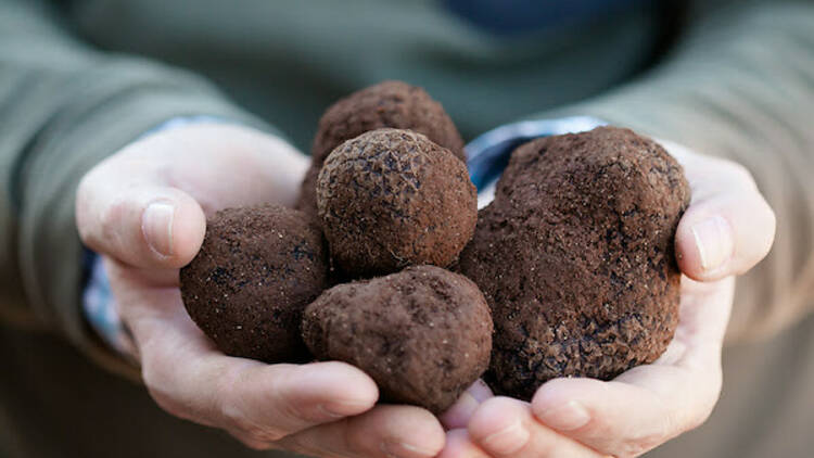 Man holding dirt-covered ripe truffles in his hands.