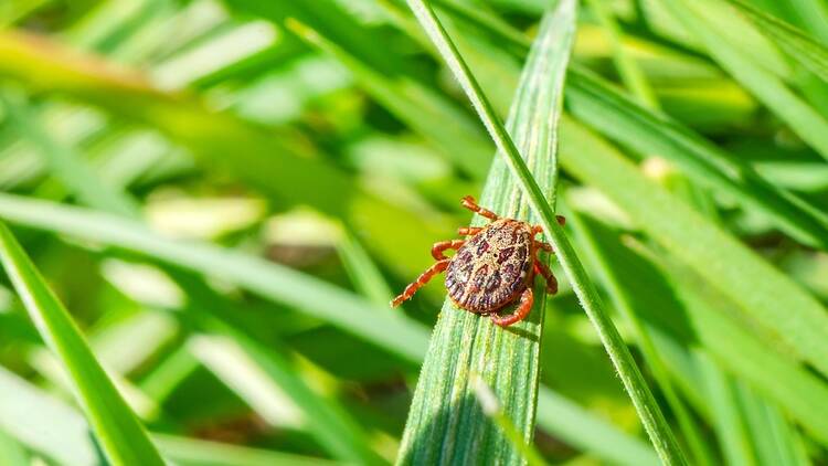 Lyme disease tick