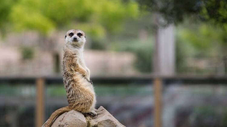 Más de 800 animales de 200 especies diferentes te esperan en Sendaviva