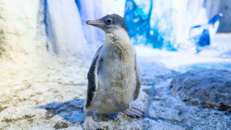 SEA LIFE London Aquarium - New Penguin Chick, London, 10th July 2023