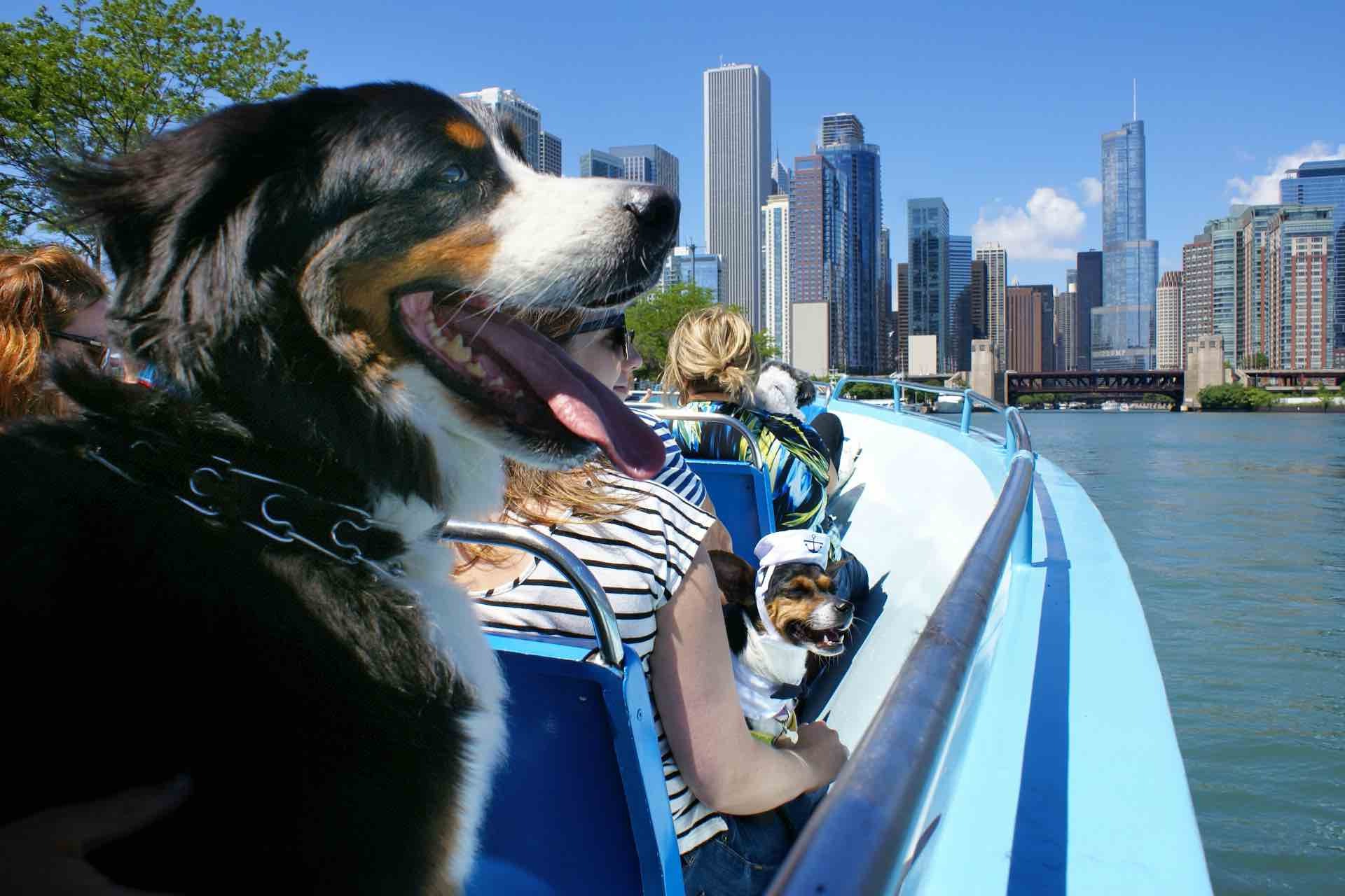 Mercury Canine Cruise | Things to do in Chicago