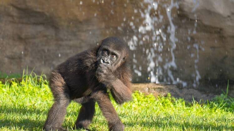 En Bioparc Fuengirola es posible descubrir quién habita en las selvas tropicales