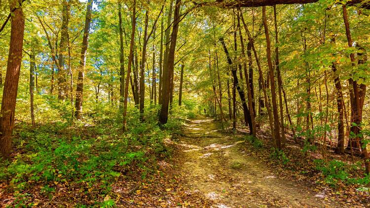 Waterfall Glen Forest Preserve