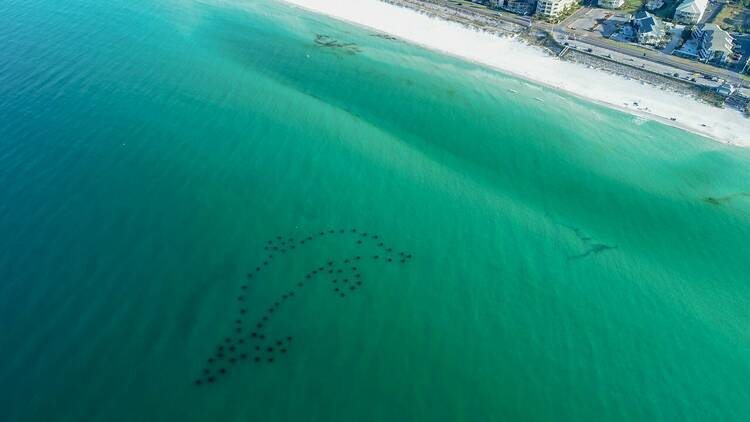 Snorkel Reefs | South Walton, FL