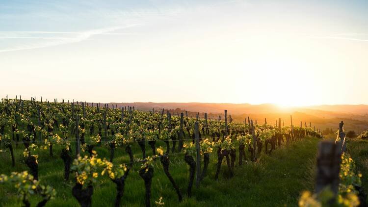 A vineyard at sunset