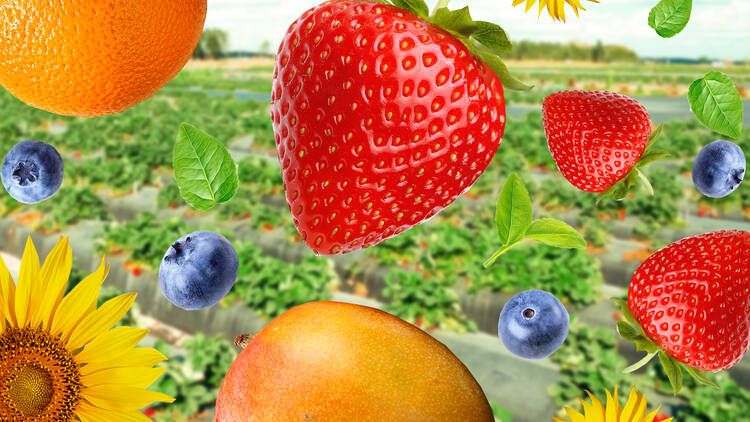 The best Florida farms to go fruit and flower picking
