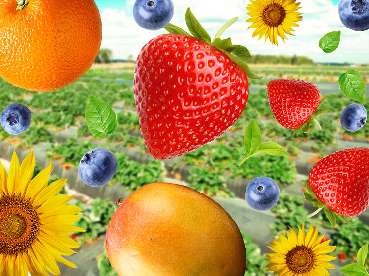 The best Florida farms to go fruit and flower picking