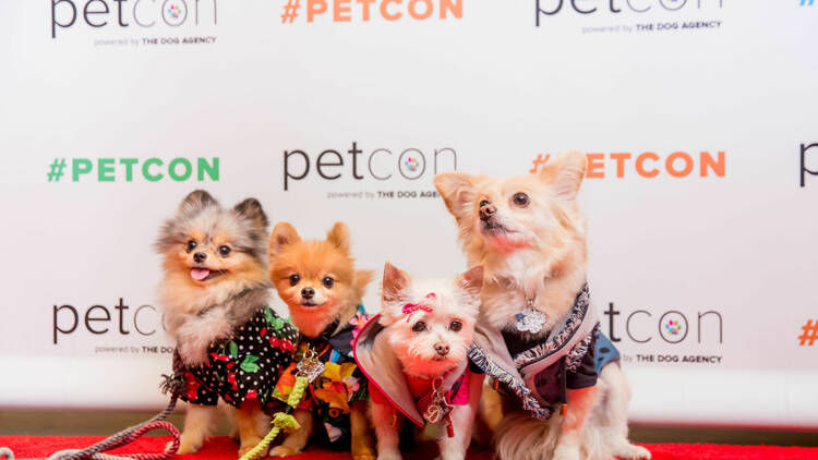 Four dogs sitting for a photo