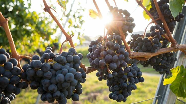 Sunlight shining through vineyard grapes.